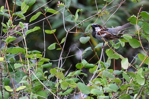 A House Sparrow runing out of a house