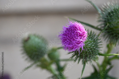 Cirsium vulgare (Savi) Ten. in the Park
