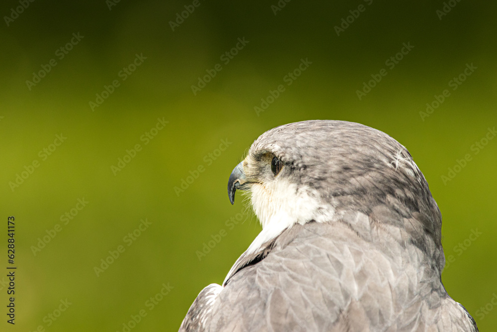 Fototapeta premium nahaufnahme eines rotrückenbussards