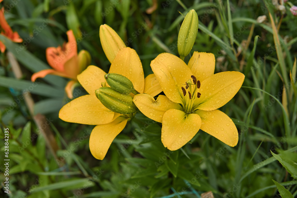 Obraz premium Two yellow lilies in bloom, close-up photo. Lilies in the garden after the rain with rain drops on the petals.