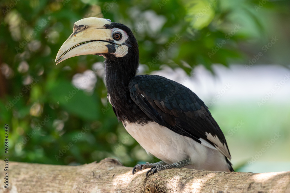 Obraz premium The oriental pied hornbill, Anthracoceros albirostris is an Indo Malayan pied hornbill, a large canopy dwelling bird belonging to the family Bucerotidae