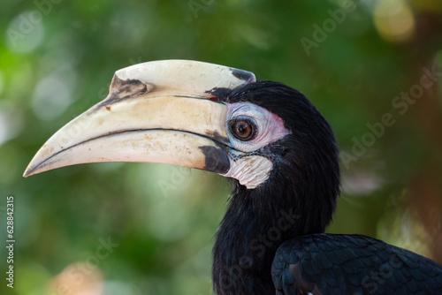 The oriental pied hornbill, Anthracoceros albirostris is an Indo Malayan pied hornbill, a large canopy dwelling bird belonging to the family Bucerotidae © Eko