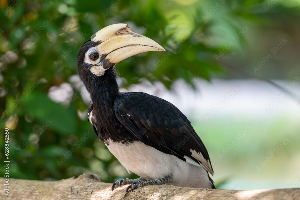 Obraz premium The oriental pied hornbill, Anthracoceros albirostris is an Indo Malayan pied hornbill, a large canopy dwelling bird belonging to the family Bucerotidae