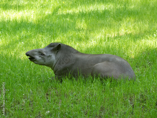 tapir in the shade resting in the pasture