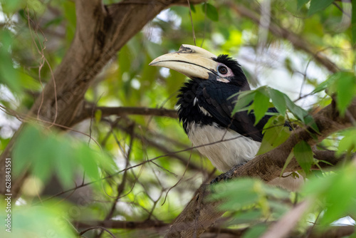 The oriental pied hornbill, Anthracoceros albirostris is an Indo Malayan pied hornbill, a large canopy dwelling bird belonging to the family Bucerotidae photo