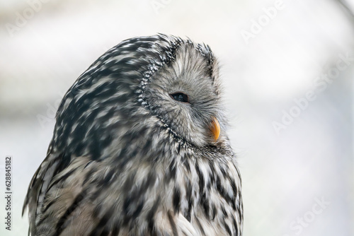 Habichtskauz  photo