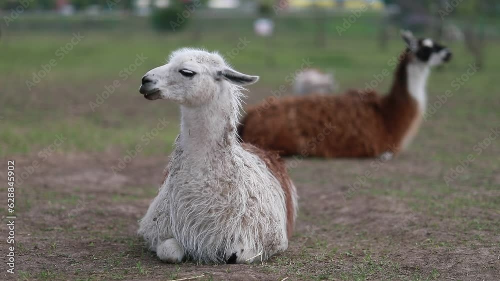 llama in the zoo