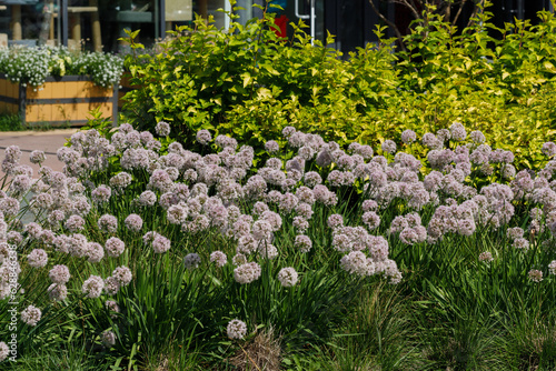 decorative onion blooming on a flower bed photo