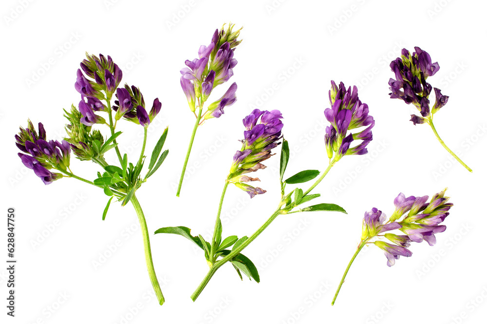 Obraz premium Alfalfa plant, Medicago sativa isolated on white background. Alfalfa strains on a white background, close-up. Alfalfa isolated on a white background. Medicago sativa.