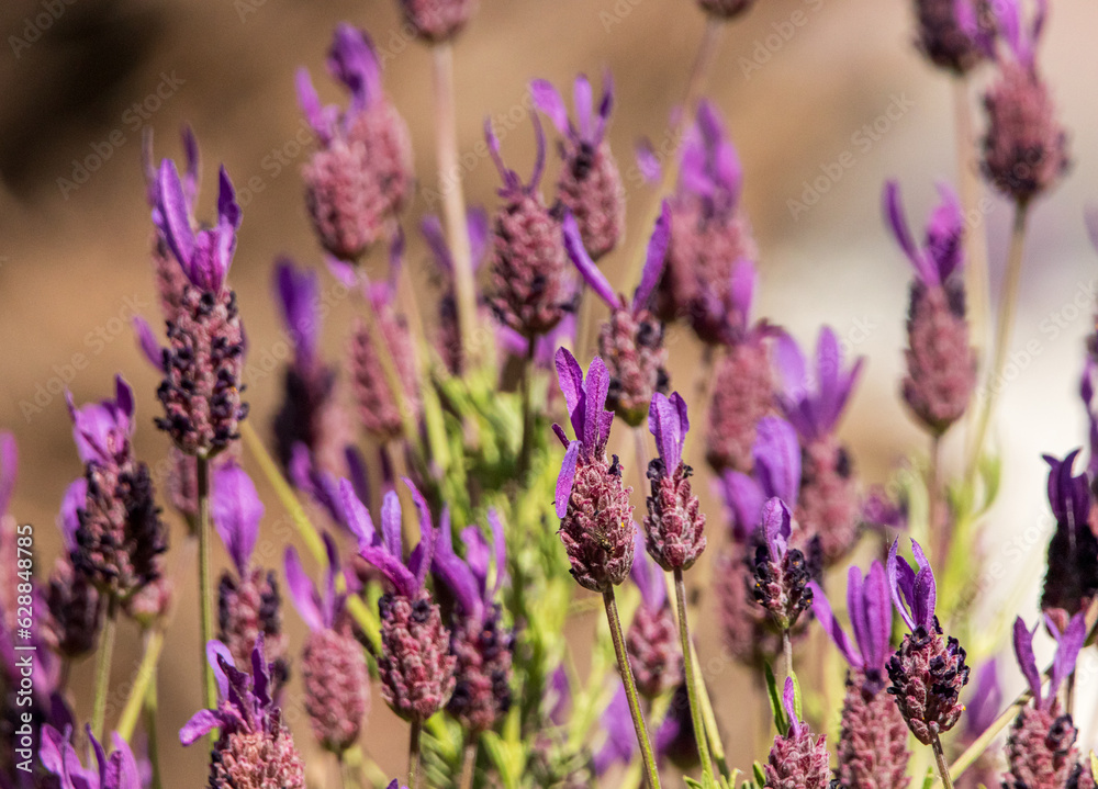Obraz premium nahaufnahme von lavendel im wind