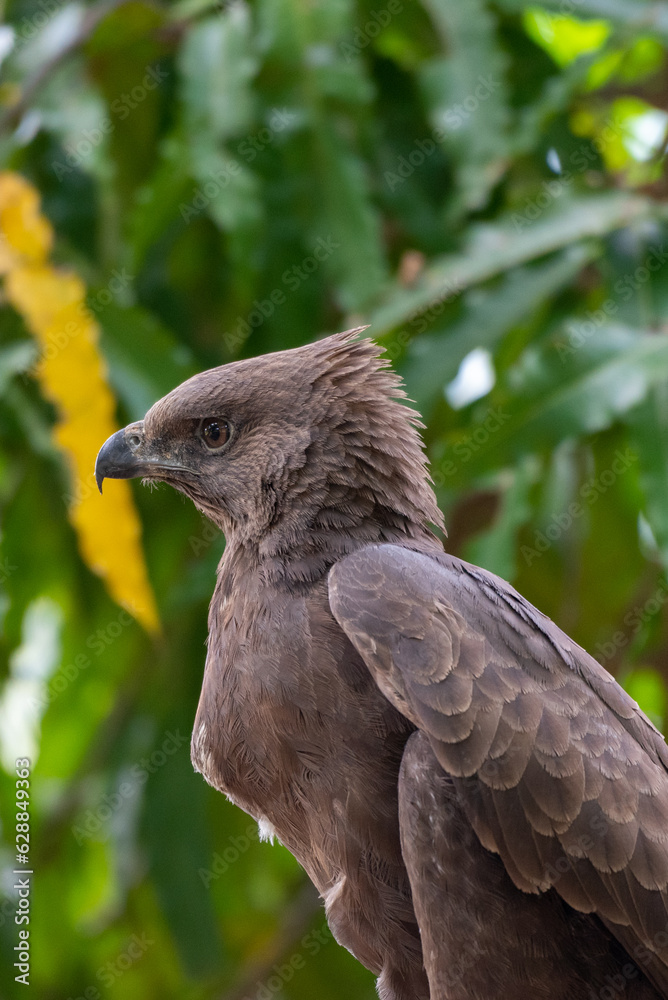 Fototapeta premium Eat its prey, The changeable hawk eagle or crested hawk eagle, Nisaetus cirrhatus eat it prey in wild nature