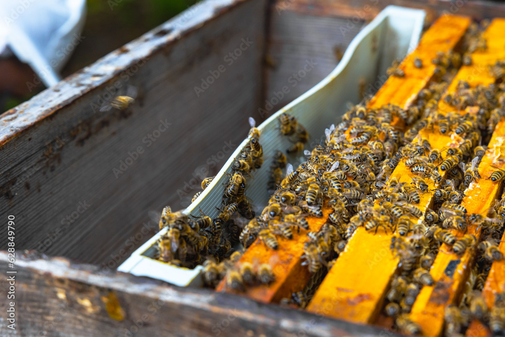 Inside of a beehive with a plastic divider or follower board and bees on frames