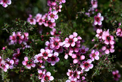 Australian native pink Manuka tea tree flowers of Leptospermum scoparium cultivar, family Myrtaceae, growing in Sydney. Endemic to south eastern Australia in NSW, Victoria and Tasmania.