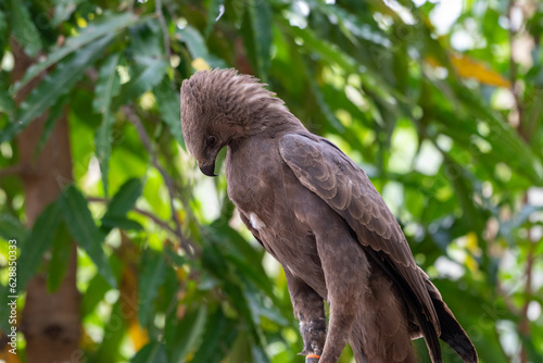 Eat its prey, The changeable hawk eagle or crested hawk eagle, Nisaetus cirrhatus eat it prey in wild nature