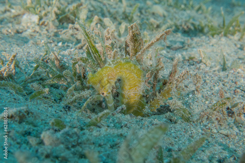 Sea ​​horse in the Red Sea Colorful and beautiful, Eilat Israel