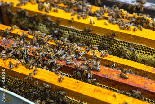 Bees on the wooden honeycomb frames in a beehive