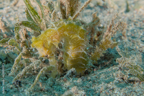 Sea       horse in the Red Sea Colorful and beautiful  Eilat Israel