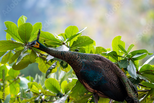 The green peafowl, Green Peacock, Pavo muticus is a peafowl species native to the tropical forests of Indonesia photo