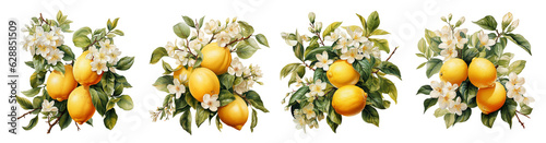 Lemon blossom and fruits set. Generative Ai