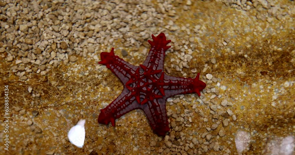 Closeup of red stars in sunny weather on shore. Beautiful starfish in sea Closeup of red stars in sunny weather on shore. Beautiful starfish in sea