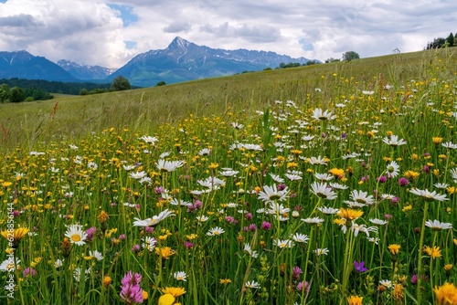 Fotografie Spring mountain flowering meadow surrounded by hills