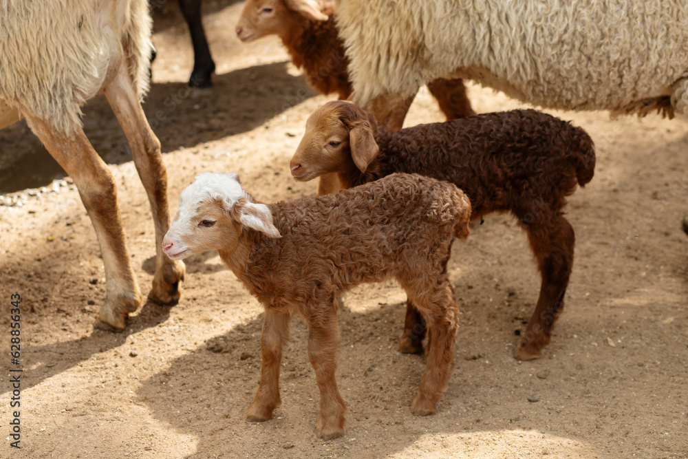 lamb on the farm, eco-friendly and sustainable farming practices. lamb on the farm, eco-friendly and sustainable farming practices.