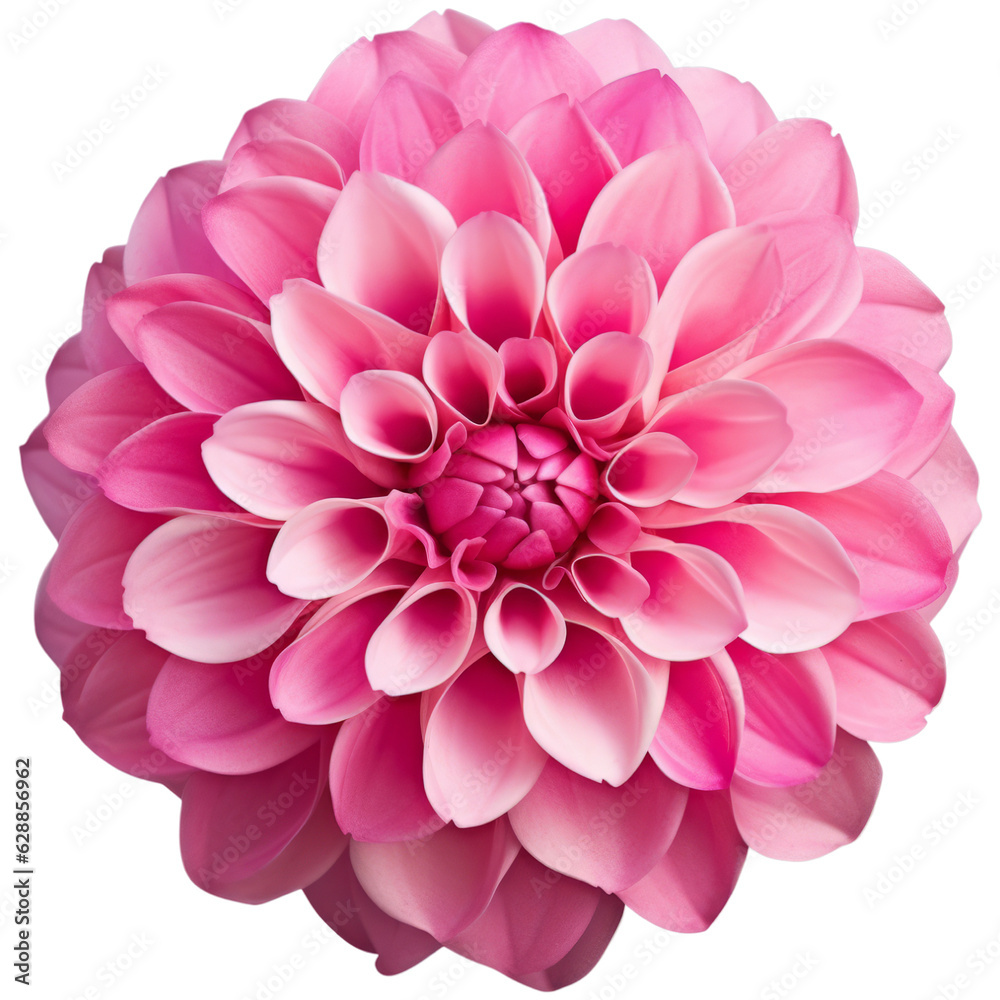 Pink Dahlia Flower. Isolated on Transparent Background. generative ai
