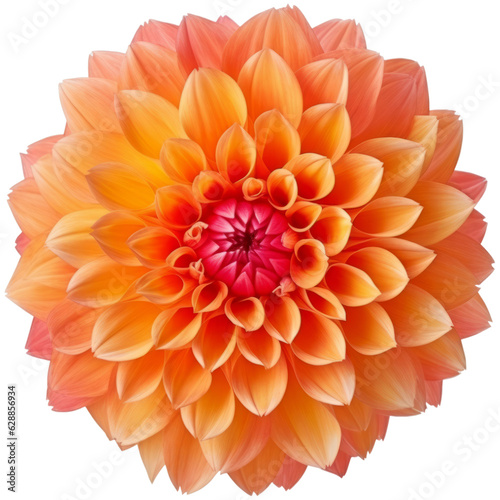 Orange Dahlia Flower. Isolated on Transparent Background. generative ai © ‎Fantastic-Stock