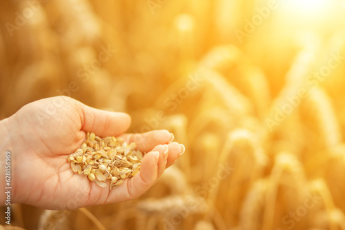 Hands holding ears of golden wheat in wheat field, organic food, ripening ears of meadow wheat © yta