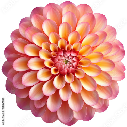 Pink Yellow Dahlia Flower. Isolated on Transparent Background. generative ai © ‎Fantastic-Stock