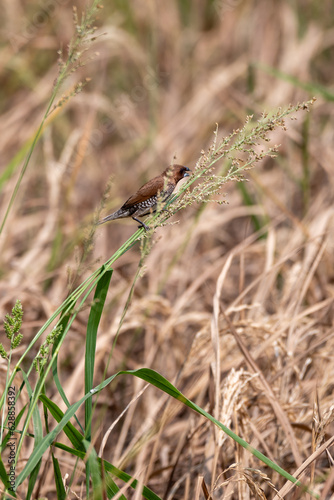 The scaly breasted munia or spotted munia perching on grass, Lonchura punctulata, known as nutmeg mannikin or spice finch, is a sparrow sized estrildid finch 