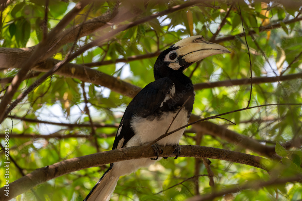 Fototapeta premium The oriental pied hornbill, Anthracoceros albirostris is an Indo Malayan pied hornbill, a large canopy dwelling bird belonging to the family Bucerotidae