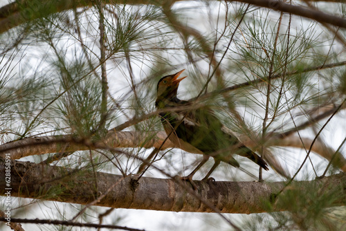 Starling Bird perching in the forest, Sturnus contra, The Indian pied myna or Gracupica contra is a species of starling  photo