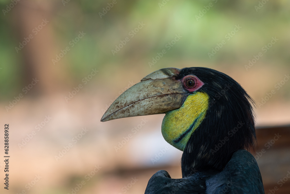 Close up of a female Rhyticeros undulatus bird, The wreathed hornbill is perching on a tree in Borneo forest