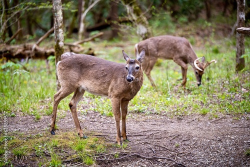 deer in the woods