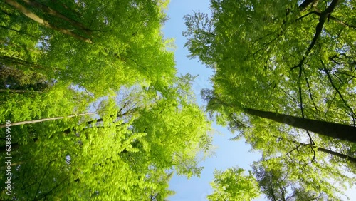 Footage of the canopy in a beautiful green forest, with the camera looking up and moving forward, blue sky in the background
 photo