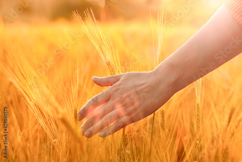 Farmer s hands touch young wheat in the sunset light. Global and European grain and wheat crisis after Russia s invasion of Ukraine. 