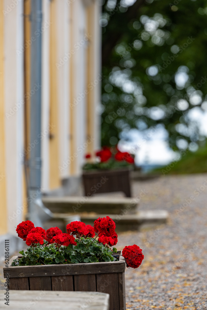 Naklejka premium Gronsoo, Sweden Geraniums growing in a pot on a porch.