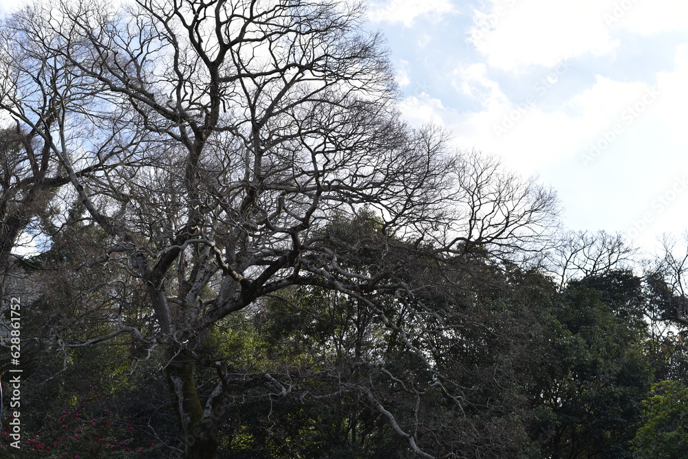 空に向かって伸びる松
空に向かって伸びる松