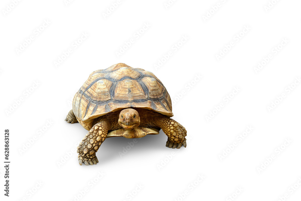 Fototapeta premium tortoise, cute turtle, sulcata tortoise, african spurred tortoise isolated PNG transparent