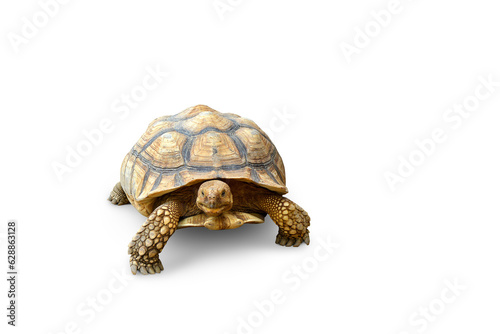 tortoise, cute turtle, sulcata tortoise, african spurred tortoise isolated PNG transparent