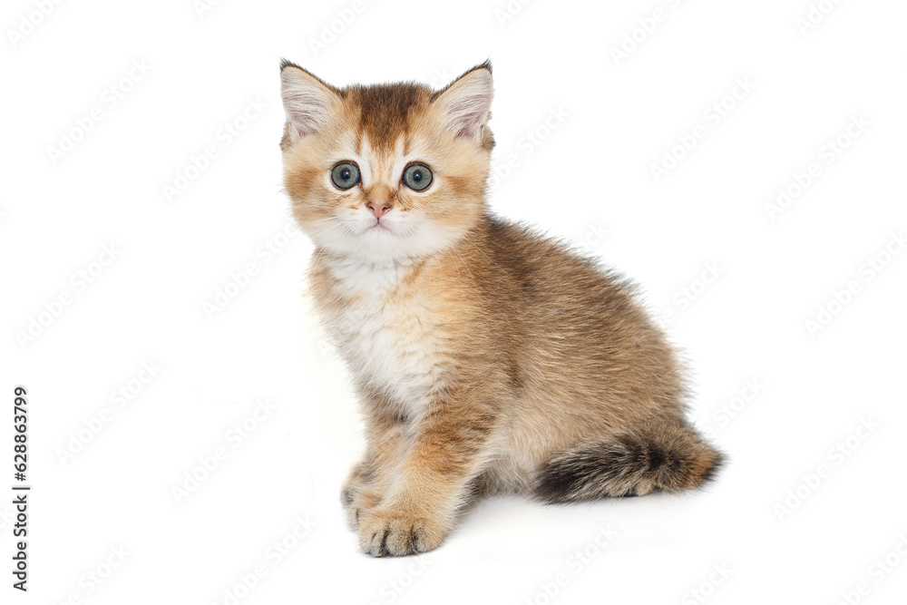 Small, funny Scottish kitten