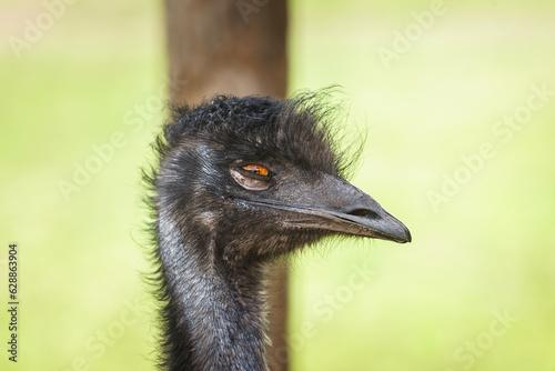 Emu (dromaius novaehollandiae) close up portrait.