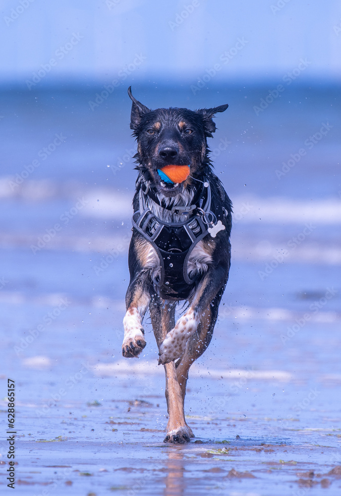 Welsh Border Collie playing on the beach Welsh Border Collie playing on the beach
