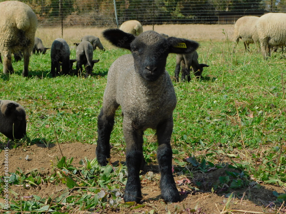 Closeup portrait photo of a adorable little Hampshire Down Sheep Lamb standing in a clover field facing the camera Closeup portrait photo of a adorable little Hampshire Down Sheep Lamb standing in a clover field facing the camera