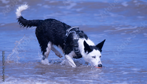 A Border Collie puppy playing at the beach