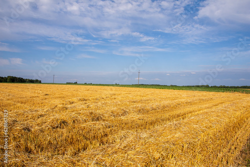 Corn in the field on a sunny day just before harvest. Summer. © W Korczewski