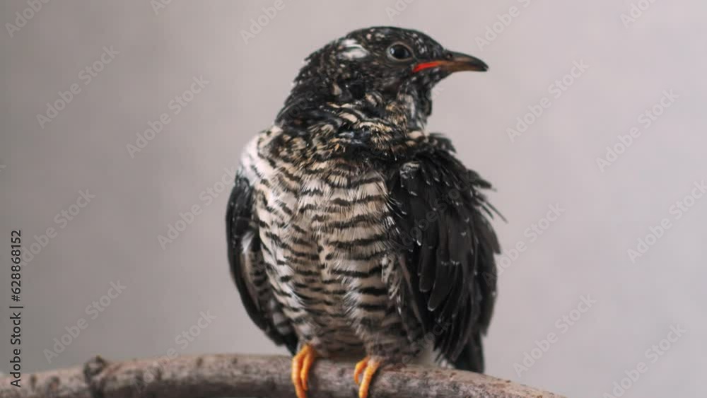 On a gray background, a lone yellow-mouthed cuckoo chick sits on a branch. The beak is wide open, the eyes look around with curiosity. The tail trembles, helping to maintain balance. The yellow-mouthe On a gray background, a lone yellow-mouthed cuckoo chick sits on a branch. The beak is wide open, the eyes look around with curiosity. The tail trembles, helping to maintain balance. The yellow-mouthe