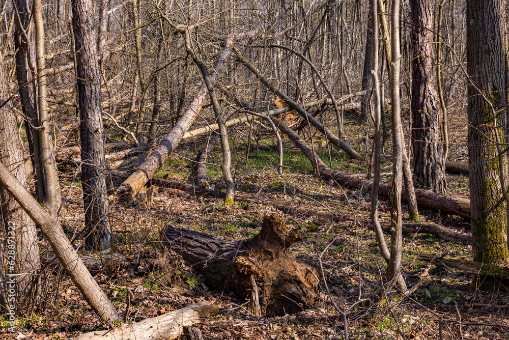 Uprooted trees in forest after storm and drought photographed with high depth of field Uprooted trees in forest after storm and drought photographed with high depth of field