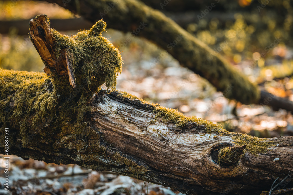 Sun-Kissed Serenity: Fallen Mossy Branch in the Forest at Sunset, Bathed in Golden Sunbeams Sun-Kissed Serenity: Fallen Mossy Branch in the Forest at Sunset, Bathed in Golden Sunbeams